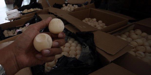 Digagalkan, Penyelundupan 3.900 Telur Penyu ke Malaysia